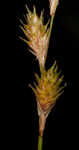 Greenwhite sedge